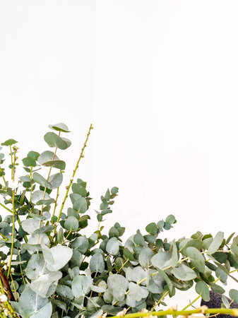 Closeup of green eucalyptus leaves and branches isolated on white table background. Modern floral composition, botanical frame, banner.の写真素材