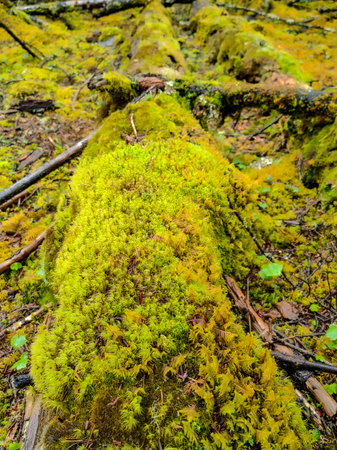 Tree Roots In A Forest. The Tree Roots Of An Ancient Birch Tree In A Beautiful Green Forestの写真素材