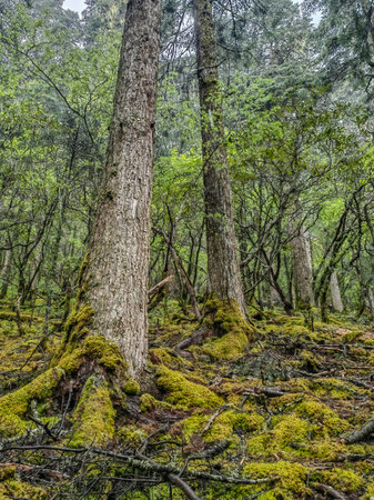 Lush green forest. Dreamlike forest image with light rays and green grassの写真素材