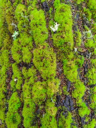 Tree bark covered with green moss texture. Detail of old oak bark lichenの写真素材