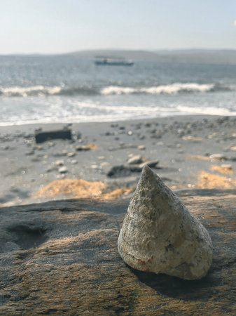 shell on a tree trunk. Close up of tree trunk decorated with seashells against a soft focus background of beach, ocean, and clouds.の写真素材