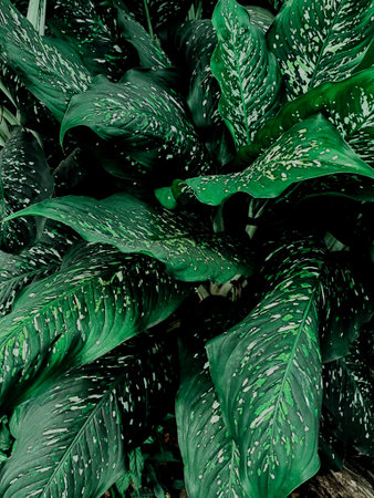 Fresh Green Wild Forest Plants. Fern Leaves Lush. Botanical Nature Background. WallpaperPoster. Organic Cosmetics Wellness Spa Environment Protection Wanderlust. Hipster Matte Tonedの写真素材