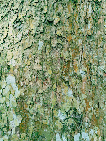 Texture of tree bark. Texture shot of brown tree bark, filling the frame