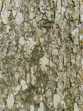 Texture of tree bark. Texture shot of brown tree bark, filling the frameの写真素材