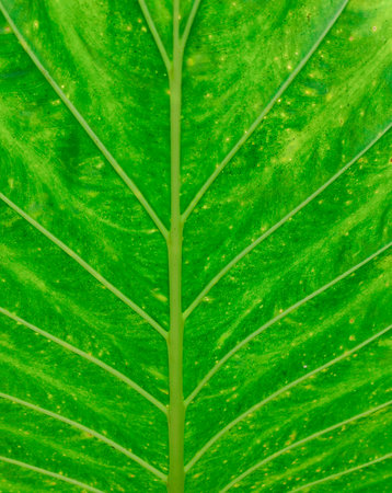 Green leaf nature background, natural texture of plant in close-up copy spaceの写真素材