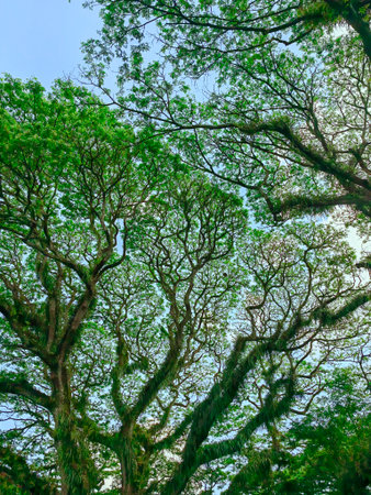 Fir forest top view from below. Fir conifer forest top view from below against blue sky