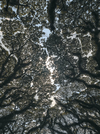 Fir forest top view from below. Fir conifer forest top view from below against blue skyの写真素材