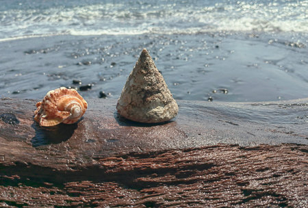 hells on a palm trunk. Close up of palm trunk decorated with seashells against a soft focus...