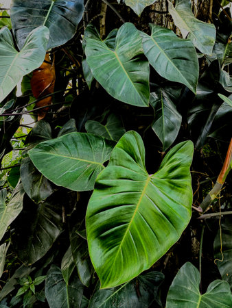 Fresh Green Wild Forest Plants. Fern Leaves Lush. Botanical Nature Background. WallpaperPoster. Organic Cosmetics Wellness Spa Environment Protection Wanderlust. Hipster Matte Tonedの写真素材