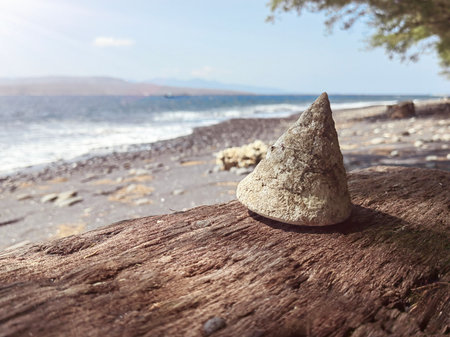 hells on a palm trunk. Close up of palm trunk decorated with seashells against a soft focus background of beach, ocean, and clouds.の写真素材