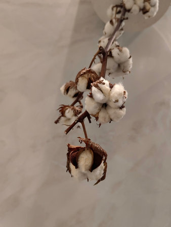 Dry tulip flower closeup. Elegant decorative dry tulip. Background. copy space.の写真素材