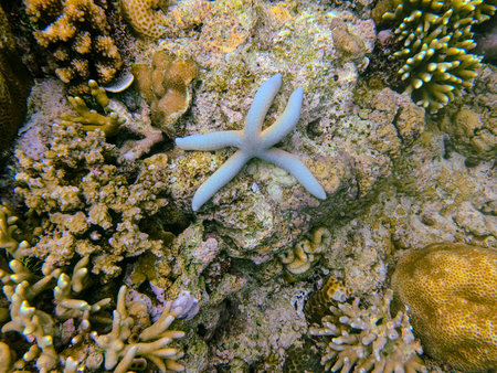 A vibrant blue starfish lies across a textured coral reef surrounded by various hard corals and marine formations. The underwater scene captures the rich biodiversity and intricate patterns of a tropical reef ecosystem, highlighting the beauty and fragility of ocean life.の写真素材