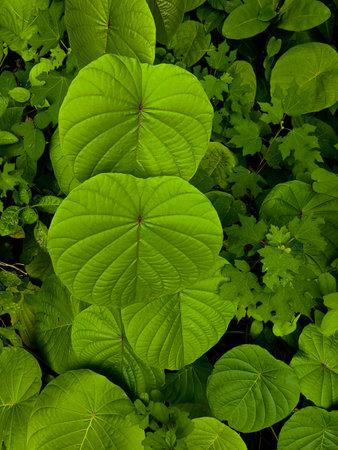 A close-up view of large, heart-shaped tropical leaves with striking white speckled variegation...