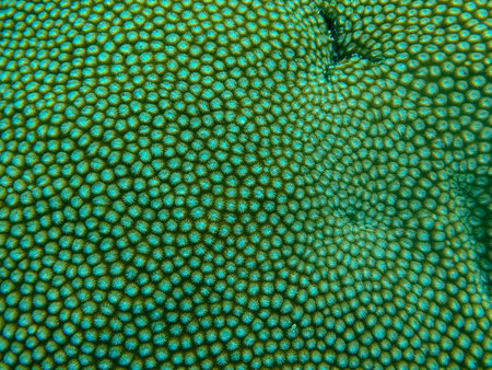 A detailed macro view of bright green branching coral forming a dense underwater reef structure. The...