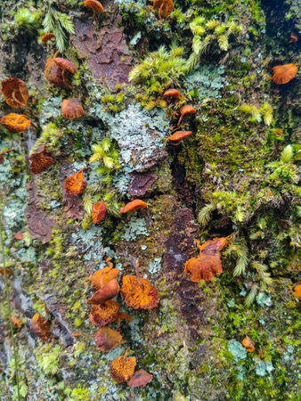 A detailed close-up of a tree trunk covered in vibrant green moss and clusters of small brown...