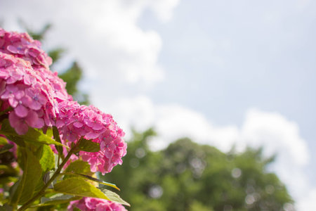 Summer Hydrangea