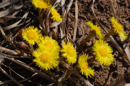 Coltsfoot flowers in a park