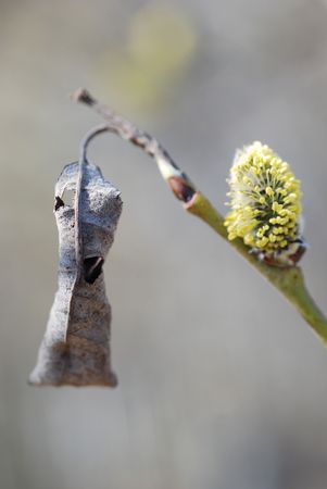 A willow flower and a little dry leaf on one brunchの写真素材