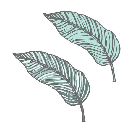 Vector botanical trendy nature colorful greenery leafs of calathea isolated on white background.のイラスト素材