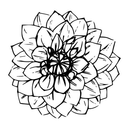 Hand-drawn ink dahlias. Isolated floral elements. Vector graphic flowers on white background.のイラスト素材