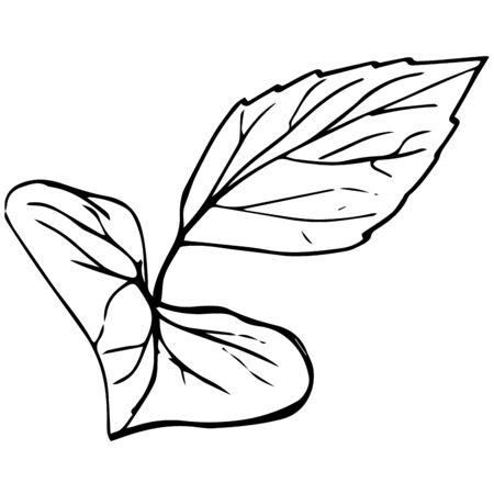 Vector botanical trendy nature greenery leafs isolated on white background.のイラスト素材