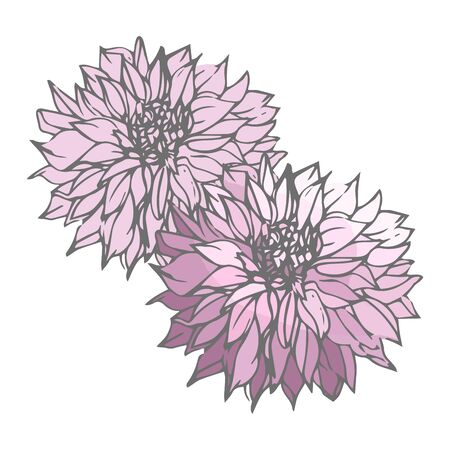 Hand-drawn pink dahlias. Isolated floral elements. Vector flowers on white background.のイラスト素材