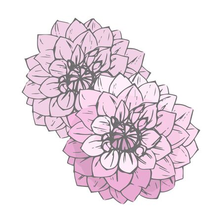 Hand-drawn pink dahlias. Isolated floral elements. Vector flowers on white background.のイラスト素材