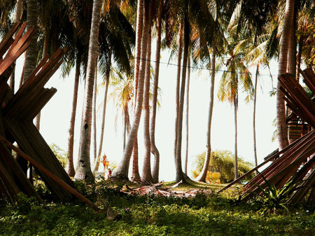 Palm trees in thailandの素材