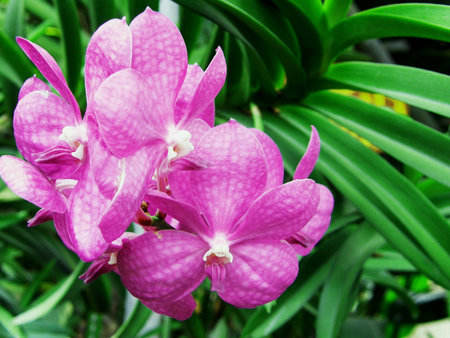 Orchid in thailandの素材