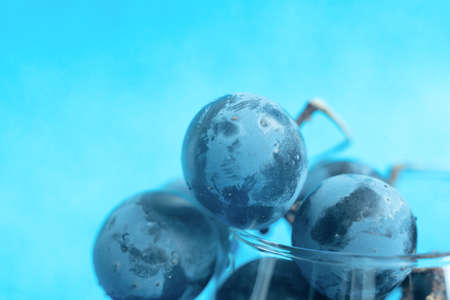 Bunch of black grapes in the glass on blue blurred background. Selective focus. Wine degustation, harvesting concepts. Wide banner for copy space.の写真素材