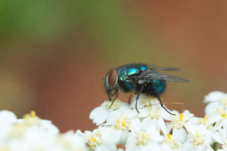 Defocused nature macro background with a green fly on the white flowers close up. Summer, blossom...