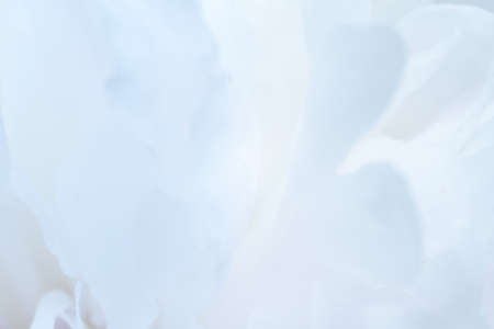 Abstract white flowers background. Close up image of white peony petals. Macro of petals texture. Soft focus dreamy image. Beauty concept. Banner with copy space. Invitation, greeting card.の写真素材
