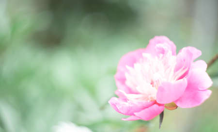 Defocused floral nature green background with pink peony flower. Summer, blossom season concept. Floral nature background, card, banner.の写真素材