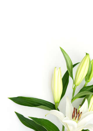 Beautiful blooming lily flower on white background. Spring and beauty concept. Greeting, invitation card. Flat lay, top view style with copy space for your text.の写真素材