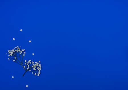 White Gypsophila on bright blue background. Spring, summer minimalism concept. Greeting card with copy space. Flat lay style.の写真素材