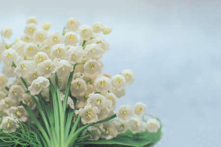 Lily of the valley flowers close up with selective focus on light grey background. The beauty of nature concept. Card with copy spaceの写真素材