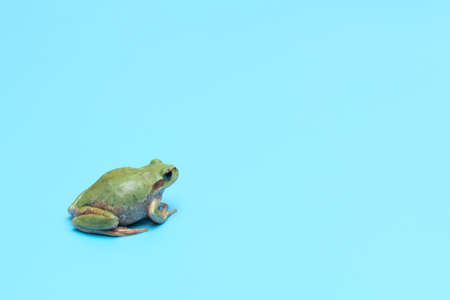Small green frog on blue background. Card with copy spaceの写真素材