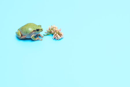 Small green frog with clover flower on blue background. Card with copy spaceの写真素材
