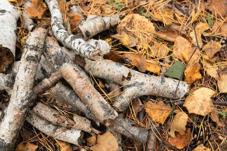 Autumn background with dry twigs and orange leaves. Nature conceptの写真素材
