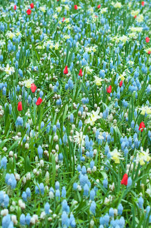 Defocused background with bright flowers close up. Selective focus. Spring or summer concept. Greeting cardの写真素材
