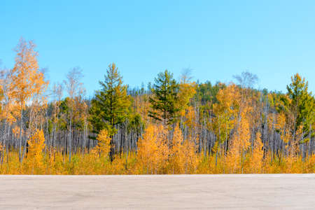 Bright autumn scene with orange and green trees against blue sky. Soft selective focus. Beauty of...