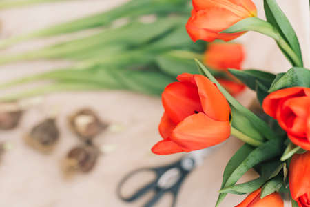 Bright bouquet of red tulips close up with selective focus against blurred background with flowers, tulip bulbs and scissorsの写真素材