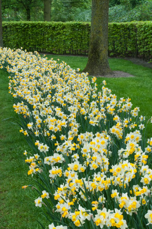 Bright narcissus flowers in the spring garden. Selective focus. Spring or summer concept. Spring nature background. Greeting festive cardの写真素材