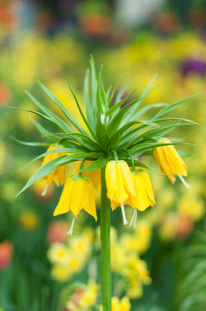 Bright yellow flower close up with selective focus. Spring or summer concept. Spring background. Greeting festive cardの写真素材