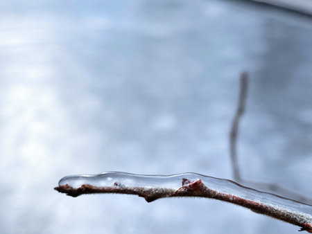 Branches covered with ice after freezing rain. Sparkling ice covered everything after ice storm cyclone. Terrible beauty of nature concept. Winter landscape, scene, postcard. Selective focus.の写真素材