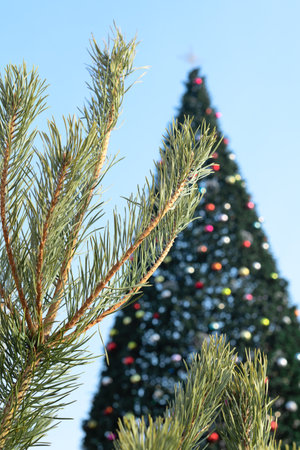Winter background with fir branches close up with selective focus against big blurred decorated Christmas tree during Xmas holidays. Winter or New Year cozy holidays concept. High quality photoの写真素材