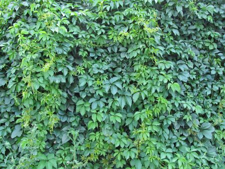 Virginia creeper wallの写真素材
