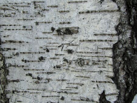 Birch tree bark textureの写真素材