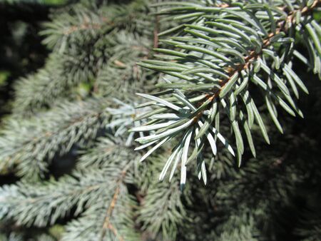 Pine branch needles close-upの写真素材