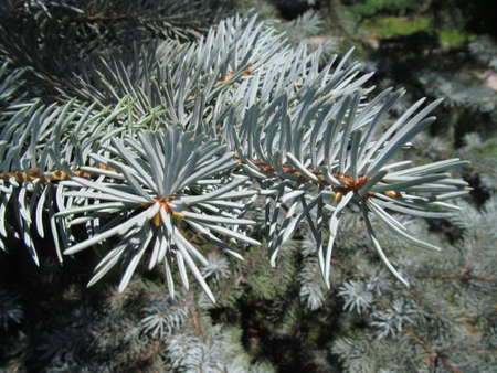 Close up of pine neeadlesの写真素材